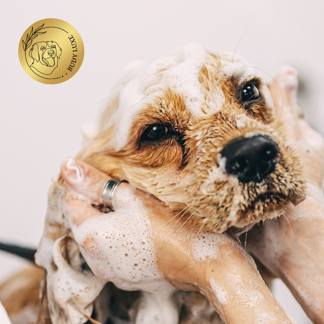 Trucs et astuces : que faire si mes chiens sentent mauvais ?